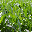 Shunya Fodder
